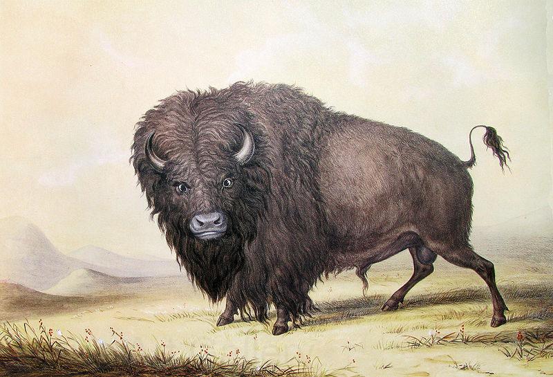 unknow artist George Catlin Bull Buffalo Norge oil painting art